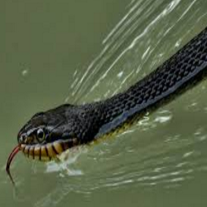 cover image of Water Snakes